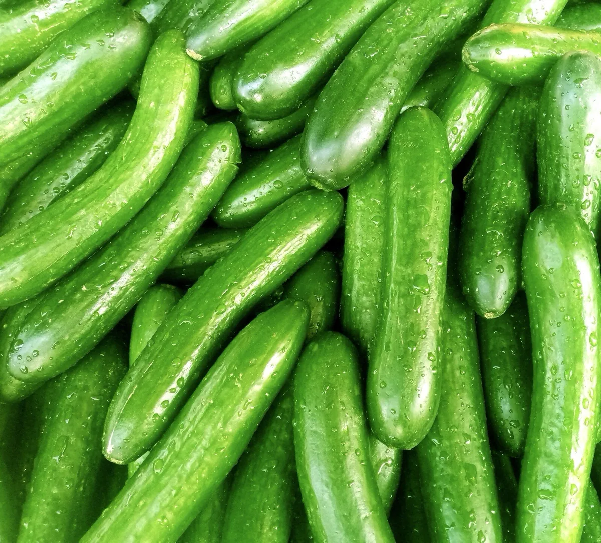 Cucumber small 12ct — UNIT