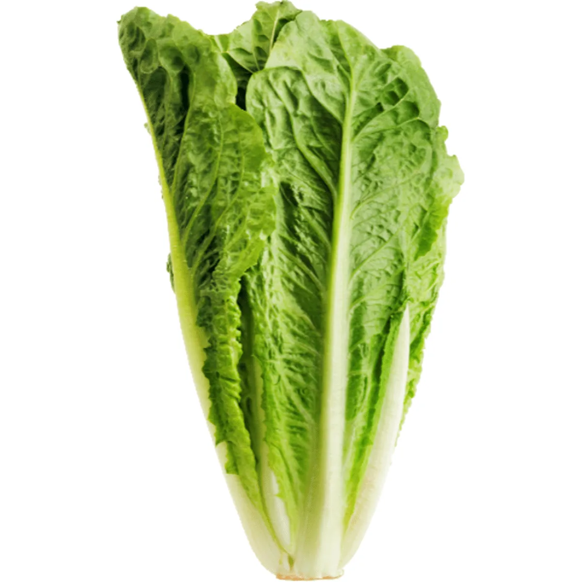 Romaine Lettuce7x6/case — UNIT