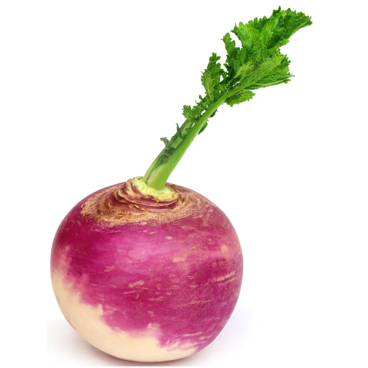 White Turnip-25lb — UNIT